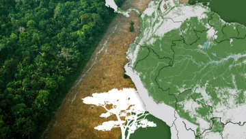Los gráficos, mapas y fotos que muestran la lenta muerte de la Amazonía y por qué el mundo debería preocuparse Los gráficos, mapas y fotos que muestran la lenta muerte de la Amazonía y por qué el mundo debería preocuparse