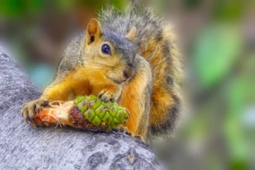 Por qué algunos animales pueden ingerir veneno sin morir Por qué algunos animales pueden ingerir veneno sin morir