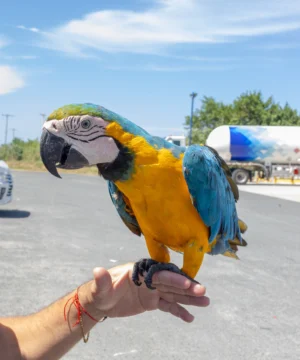 Medio Ambiente llamó al registro obligatorio de animales exóticos en el país