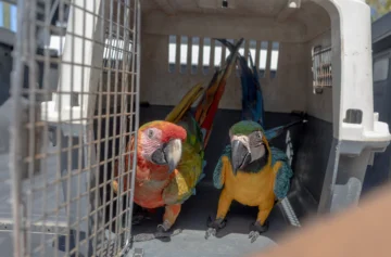 Medio Ambiente llamó al registro obligatorio de animales exóticos en el país