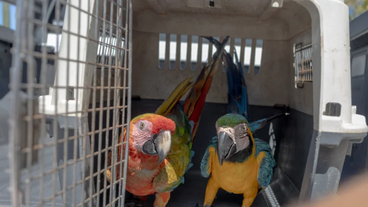 Medio Ambiente llamó al registro obligatorio de animales exóticos en el país