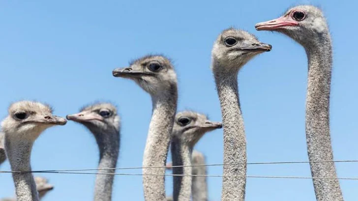 El caso de los 300 avestruces que fueron sacrificados en Canadá en medio de una enorme polémica que llegó a EE.UU.