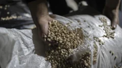 Siria: El tráfico de captagon se reinventa desde la caída de Bashar al Asad