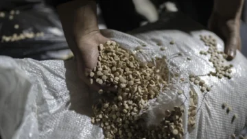 Siria: El tráfico de captagon se reinventa desde la caída de Bashar al Asad Siria: El tráfico de captagon se reinventa desde la caída de Bashar al Asad