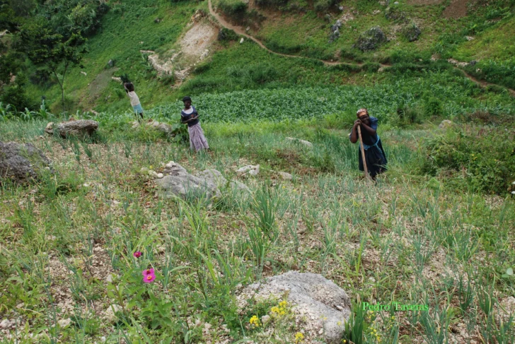  Mujeres haitianas, algunas adolescentes, trabajando la tierra en Matigué o Mathurín (Foto archivo del autor)