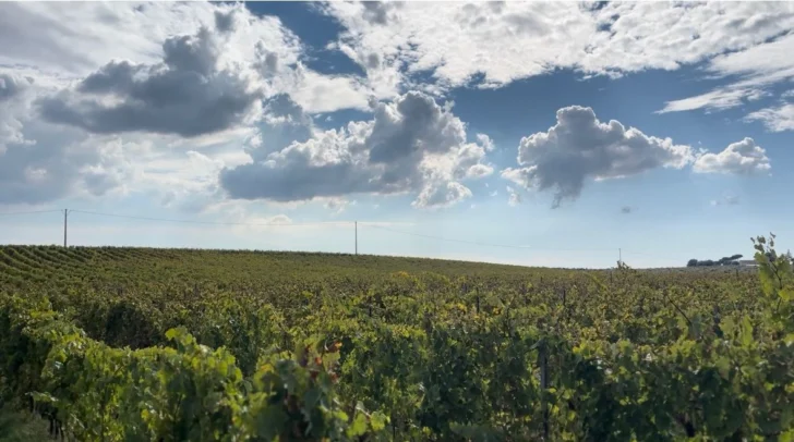 Vinedo-Costantini-728x406