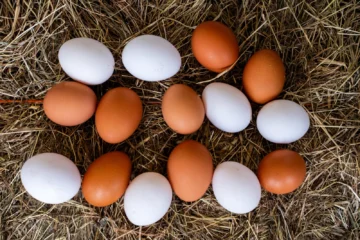 Sanut anuncia el tercer taller de Avicultura: producción de huevos para principiantes Sanut anuncia el tercer taller de Avicultura: producción de huevos para principiantes