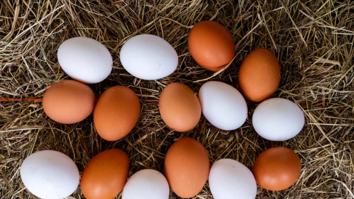 Sanut anuncia el tercer taller de Avicultura: producción de huevos para principiantes Sanut anuncia el tercer taller de Avicultura: producción de huevos para principiantes