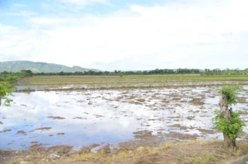 Agricultura activa recuperación de la producción arrocera; rehabilitarán caminos dañados en zonas del Nordeste