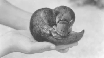 La historia del ornitorrinco que le regalaron a Winston Churchill en medio de la Segunda Guerra Mundial (y la verdad sobre su misterioso final) La historia del ornitorrinco que le regalaron a Winston Churchill en medio de la Segunda Guerra Mundial (y la verdad sobre su misterioso final)