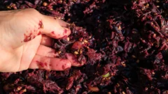 Los sorprendentes usos del orujo de uva, un residuo de la industria del vino, y cómo algunos de ellos pueden beneficiar la salud