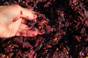 Los sorprendentes usos del orujo de uva, un residuo de la industria del vino, y cómo algunos de ellos pueden beneficiar la salud