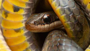 Por qué algunos animales pueden comer veneno sin morir Por qué algunos animales pueden comer veneno sin morir