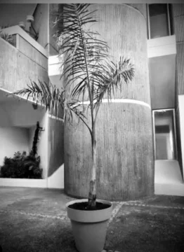 El premio a la palmita y los límites del arte El premio a la palmita y los límites del arte