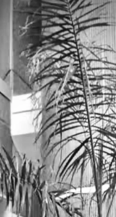 El premio a la palmita y los límites del arte