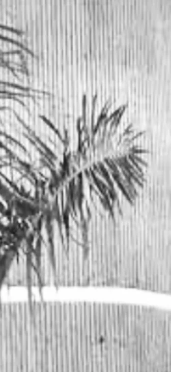 El premio a la palmita y los límites del arte