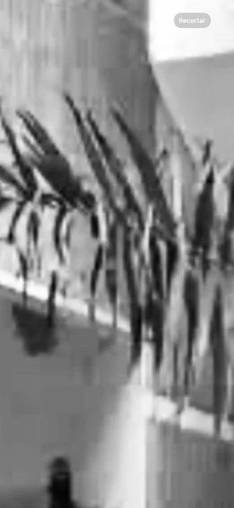 El premio a la palmita y los límites del arte