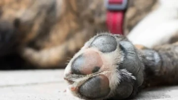 Condena de un año de cárcel para hombre que envenenó a animales en La Romana