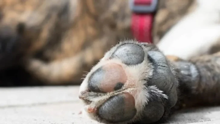 Condena de un año de cárcel para hombre que envenenó a animales en La Romana