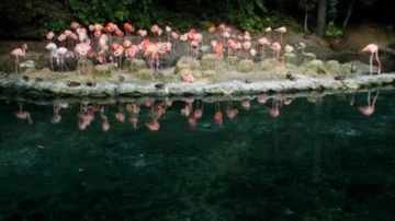 Aclaran que donación animal de Puerto Rico no incluye especies venenosas Aclaran que donación animal de Puerto Rico no incluye especies venenosas