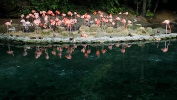 Aclaran que donación animal de Puerto Rico no incluye especies venenosas