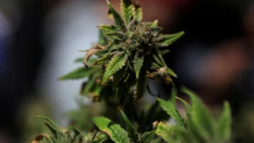 ¿Qué implica la orden ejecutiva de Trump de reclasificar la marihuana como droga menos peligrosa?