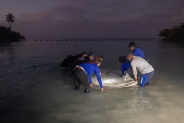 Autoridades reintroducen al manatí Jean Pedro en la bahía de Bayahíbe Autoridades reintroducen al manatí Jean Pedro en la bahía de Bayahíbe