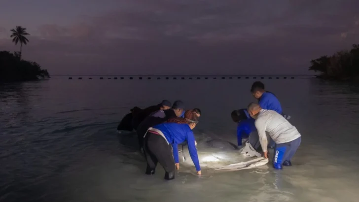 Autoridades reintroducen al manatí Jean Pedro en la bahía de Bayahíbe Autoridades reintroducen al manatí Jean Pedro en la bahía de Bayahíbe