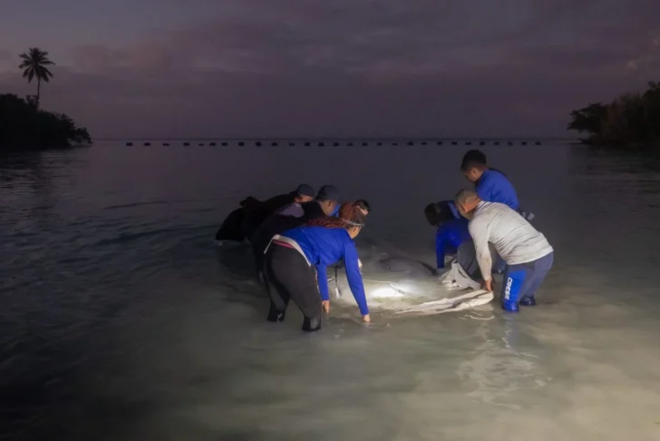 Autoridades reintroducen al manatí Jean Pedro en la bahía de Bayahíbe