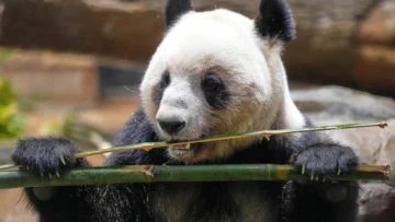 China pone fin a la diplomacia de los pandas con Japón y repatriará a sus dos animales China pone fin a la diplomacia de los pandas con Japón y repatriará a sus dos animales
