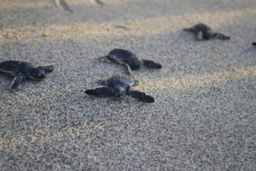 Temporada de anidación de tortugas terminó con la liberación de 7,198 neonatos Temporada de anidación de tortugas terminó con la liberación de 7,198 neonatos