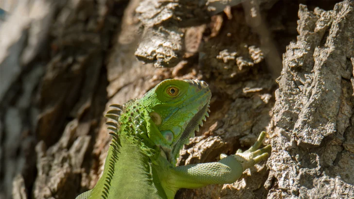 La proliferación de la iguana verde: un desafío ecológico para República Dominicana y Puerto Rico