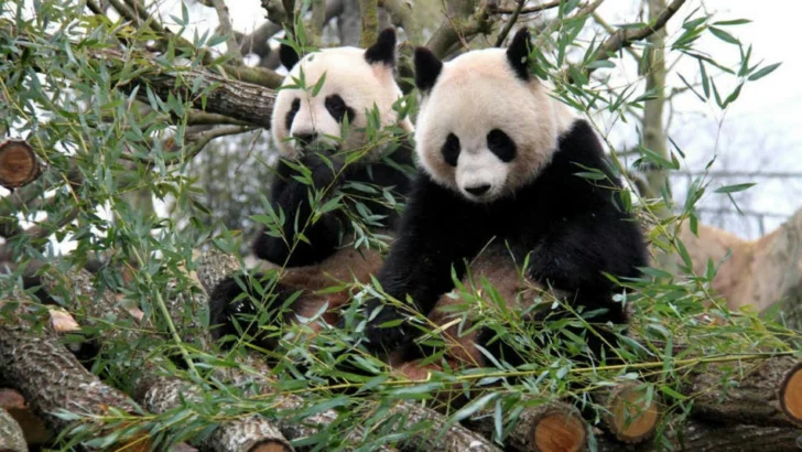 Historias de pandas Historias de pandas