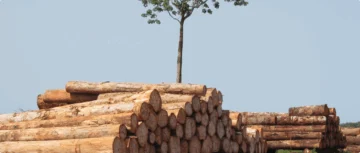 El comercio mundial de productos forestales repunta un 1,4 % tras la fuerte caída de 2023 El comercio mundial de productos forestales repunta un 1,4 % tras la fuerte caída de 2023