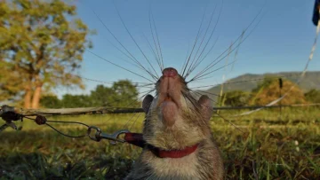Los increíbles animales que realizan trabajos especializados que ni los seres humanos ni los robots pueden hacer