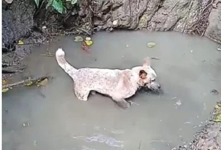 Tíos de Brianna confiesan violación, asesinato y entierro de la menor de tres años