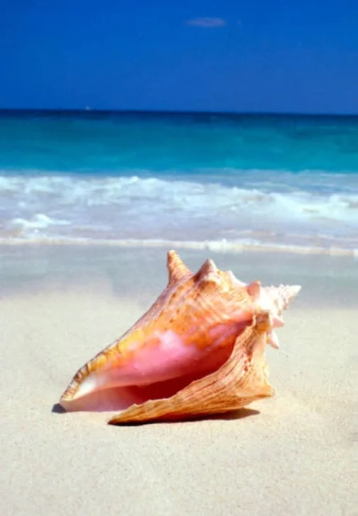 Rumi: genoma cuántico