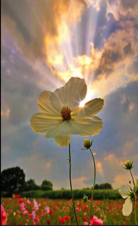 Rumi: genoma cuántico