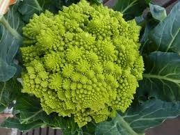 Ramón Antonio Jiménez, de “Fractales de lo onírico”  y otros objetos