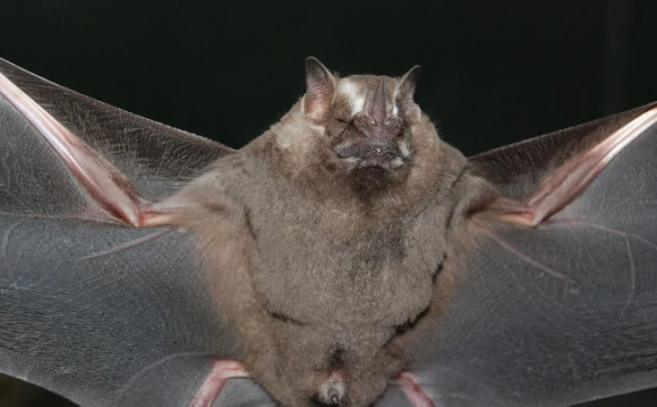 La India emite alerta por un nuevo brote del virus Nipah con casi 200 confinados