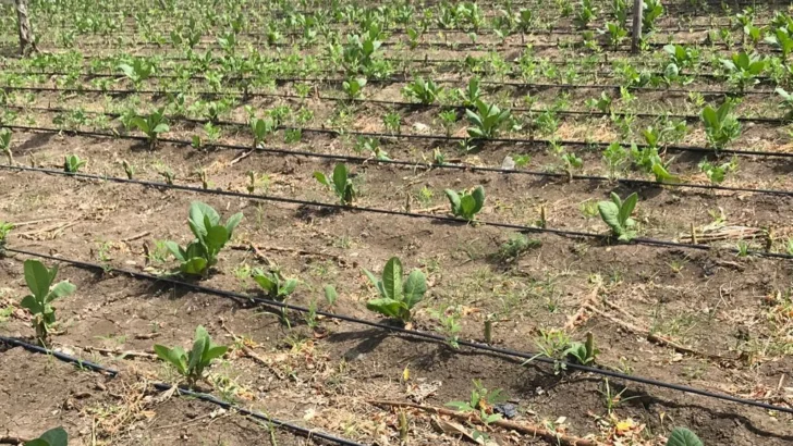 Fotesir invertirá RD$ 106 millones para modernizar el riego y reducir costos a productores Fotesir invertirá RD$ 106 millones para modernizar el riego y reducir costos a productores