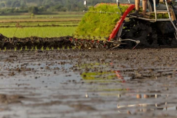 Fenarroz respalda medidas de Abinader y confía en nuevos planes para proteger el arroz dominicano