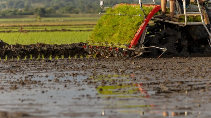 Fenarroz respalda medidas de Abinader y confía en nuevos planes para proteger el arroz dominicano Fenarroz respalda medidas de Abinader y confía en nuevos planes para proteger el arroz dominicano