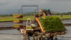 Inician siembra de arroz con prácticas sostenibles en parcelas del Bajo Yuna Inician siembra de arroz con prácticas sostenibles en parcelas del Bajo Yuna
