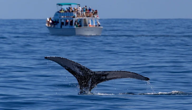 Abren la temporada de avistamiento de ballenas jorobadas