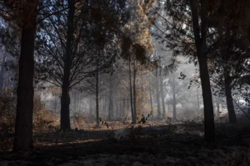 El principal foco de incendio en la Patagonia argentina ya arrasó 11,970 hectáreas