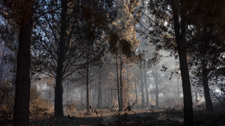 El principal foco de incendio en la Patagonia argentina ya arrasó 11,970 hectáreas El principal foco de incendio en la Patagonia argentina ya arrasó 11,970 hectáreas