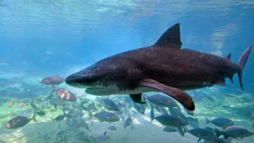 4 ataques en 48 horas: cómo las playas del este de Australia se convirtieron en la tormenta perfecta para los tiburones 4 ataques en 48 horas: cómo las playas del este de Australia se convirtieron en la tormenta perfecta para los tiburones