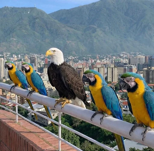 guacamayas-con-el-aguila-jpg