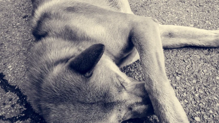 ¿Consideras que las penas para el maltrato animal deben ser más severas?